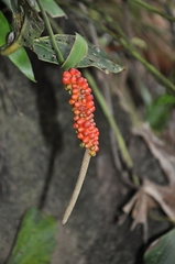 Anthurium angustilobum