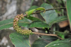 Anthurium angustilobum