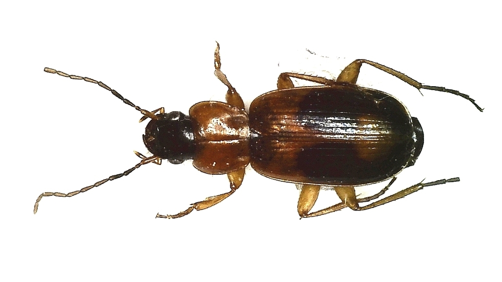 Badister meridionalis