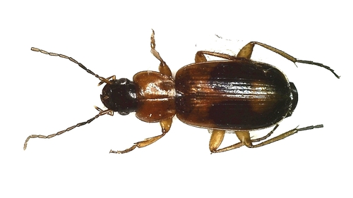 Badister meridionalis