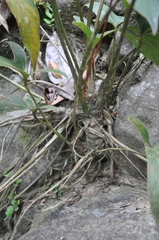 Anthurium angustilobum