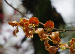 Cyrtochilum annulare
