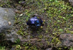 Deltochilum hypponum