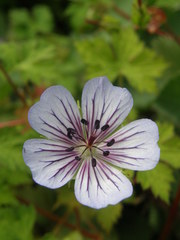 Geranium renardii
