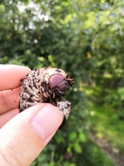 Oryctes nasicornis