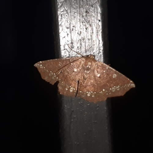 Synnomos firmamentaria