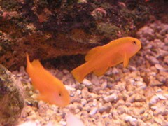 Gobiodon okinawae