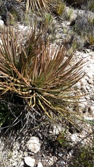 Agave striata
