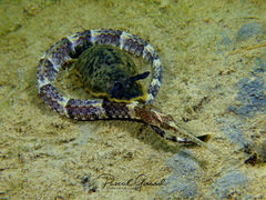 Narrow-Snouted Pipefish photo 1