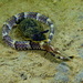 Narrow-snouted Pipefish - Photo (c) Pascal GIRARD, some rights reserved (CC BY-NC), uploaded by Pascal GIRARD