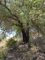 Quercus agrifolia oxyadenia