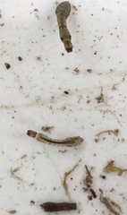 Austrosimulium