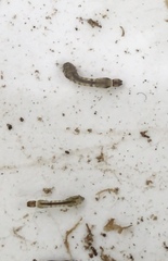 Austrosimulium