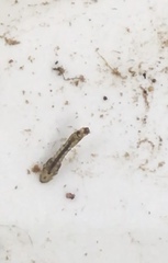 Austrosimulium