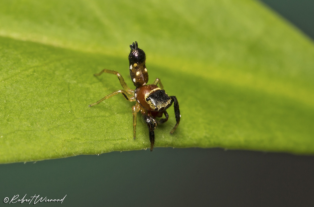 Blacktailed Icius Jumping Spider