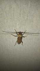 Hesperophanes sericeus