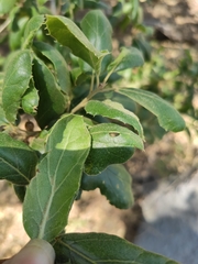 Quercus agrifolia oxyadenia