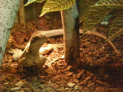 Hydrosaurus amboinensis