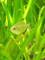 Hyphessobrycon pulchripinnis