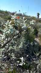 Buddleja marrubiifolia
