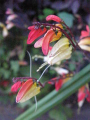 Ipomoea lobata