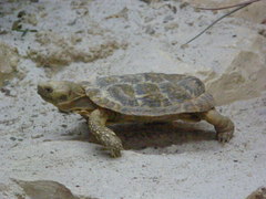 Malacochersus tornieri