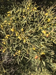 Senna artemisioides coriacea