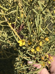 Senna artemisioides coriacea