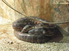 Simalia amethistina
