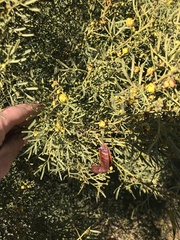 Senna artemisioides coriacea
