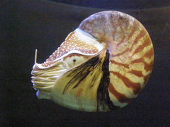 Nautilus pompilius