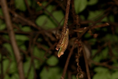 Rhampholeon marshalli
