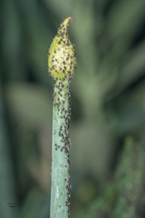 Neotoxoptera formosana