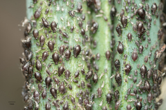 Neotoxoptera formosana