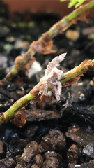 Ricania speculum