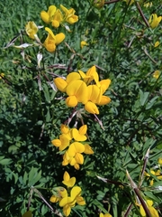 Lotus corniculatus