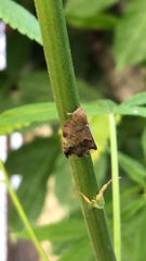 Ricania speculum