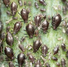 Neotoxoptera formosana