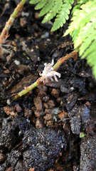 Ricania speculum