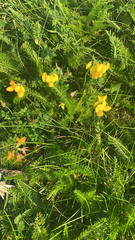 Lotus corniculatus