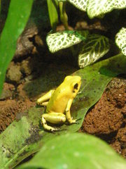 Phyllobates terribilis