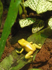 Phyllobates terribilis