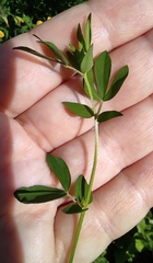 Lotus corniculatus
