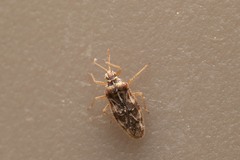 Monosteira unicostata