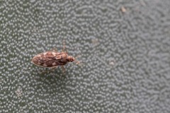 Monosteira unicostata