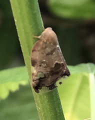 Ricania speculum