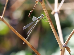 Chalcolestes viridis