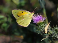 Colias croceus