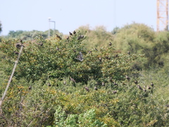 Sturnus vulgaris