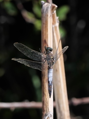 Orthetrum cancellatum